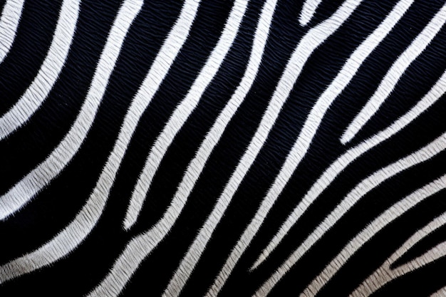 Foto zebra huid afdruk