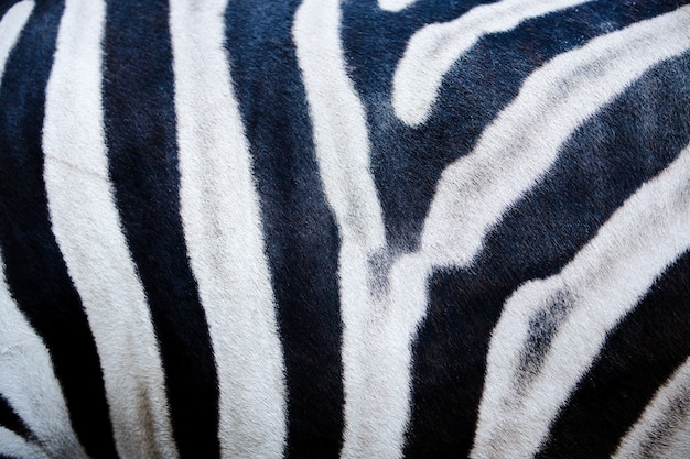 Zebra huidtextuur