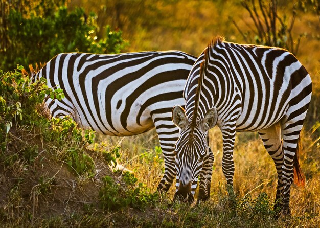 Foto zebra in een veld