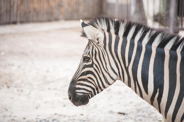 Zebra in het groene park in zoo