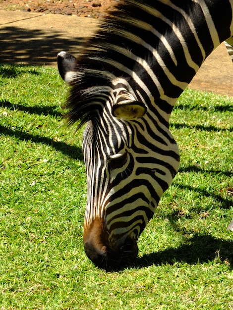 zebra in het hotel, Victoria Falls, Zambia