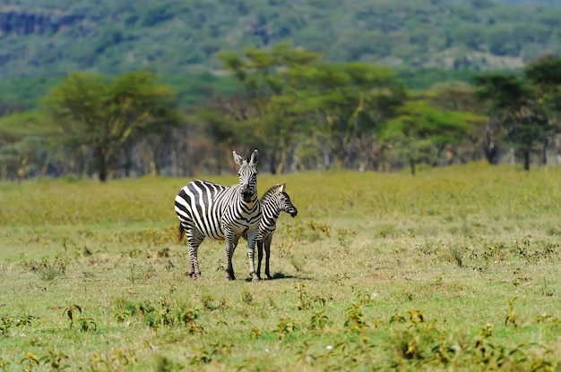 Zebra in Nationaal Park. Afrika, Kenia