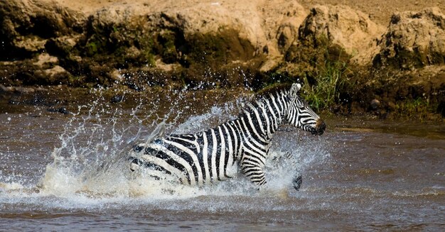 Zebra is crossing a river. Kenya. Tanzania. National Park. Serengeti. Maasai Mara.