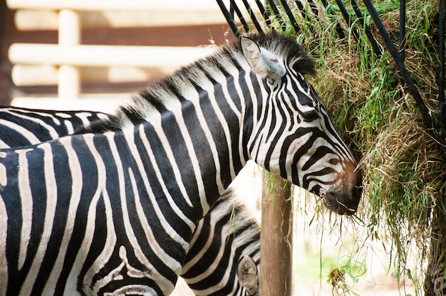 Zebra is eating grass close up portrait