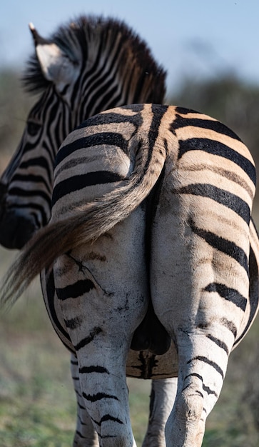 Zebra in the Kruger National Park