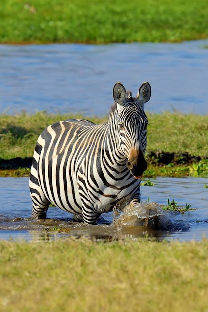 アフリカの湖のシマウマ、ケニアの国立公園