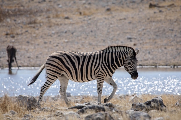 Zebra on the lake in the national park