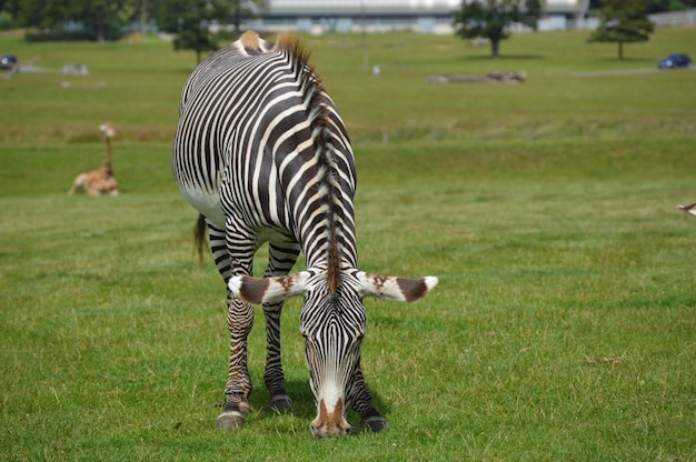 Photo zebra on landscape