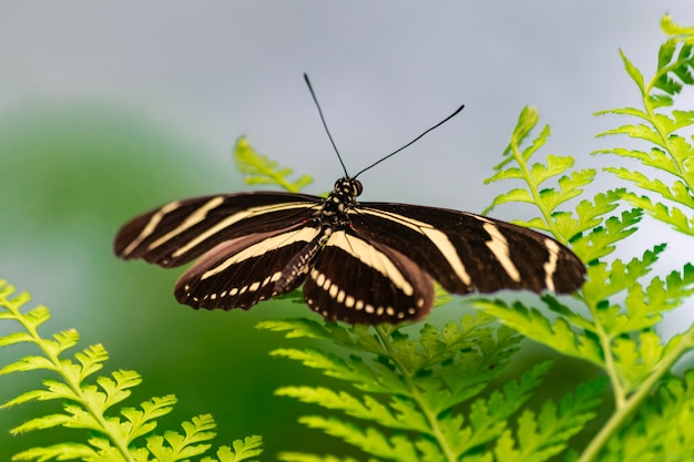 Zebra Longwing-vlinder (Heliconius Charithonia)