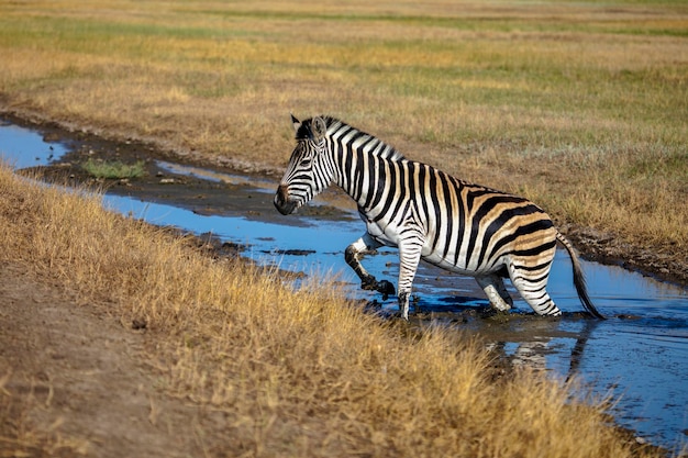 Photo zebra migrates in the wild