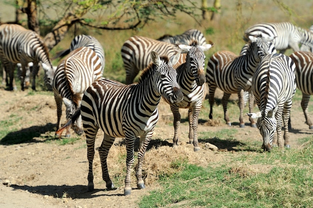 国立公園のシマウマ。アフリカ、ケニア