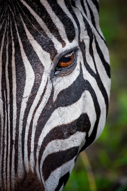 Foto zebra nel parco nazionale