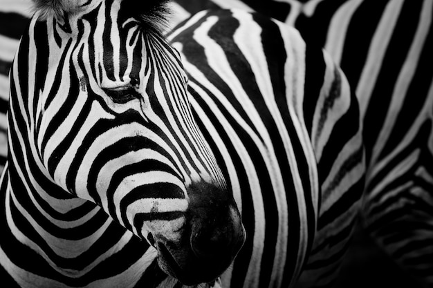 Zebra op donkere achtergrond