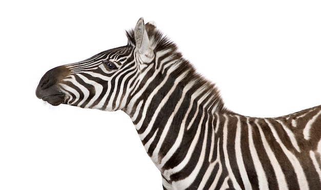 Zebra op een geïsoleerd wit