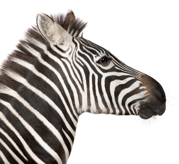 Zebra op een geïsoleerd wit