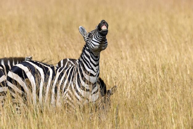 Zebra op grasland in Afrika, Nationaal park van Kenia