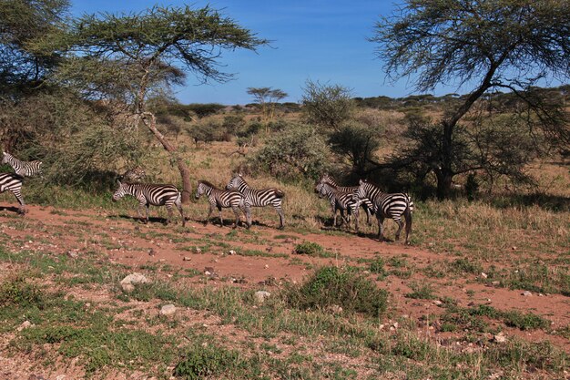 Zebra op safari in Afrika