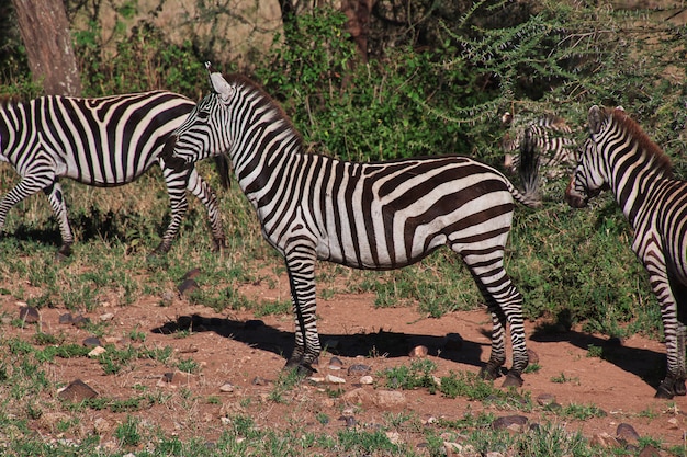 Zebra op safari in Kenia en Tanzania, Afrika