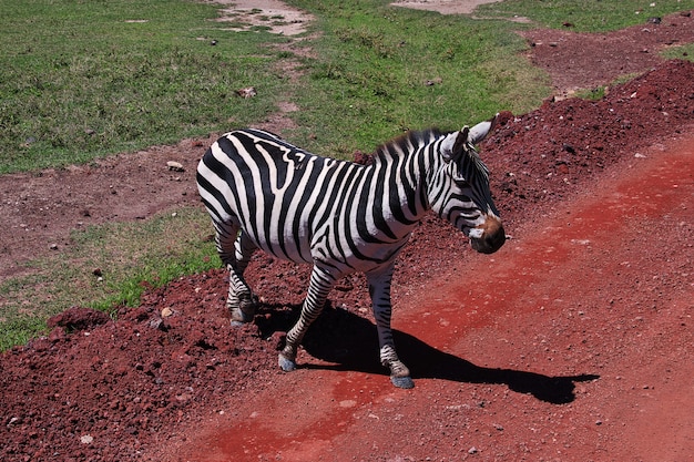 Zebra op safari in kenia en tanzania, afrika