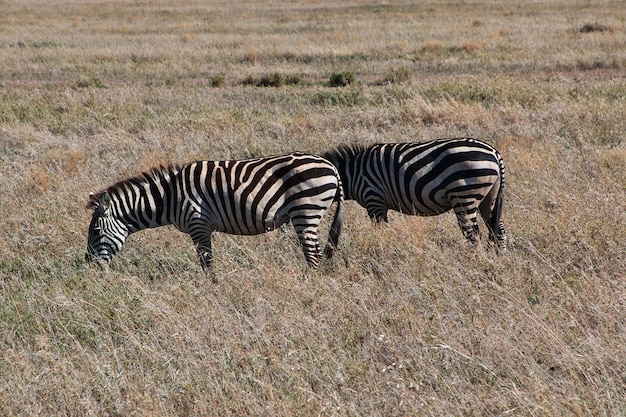 Zebra op safari in Kenia en Tanzania, Afrika
