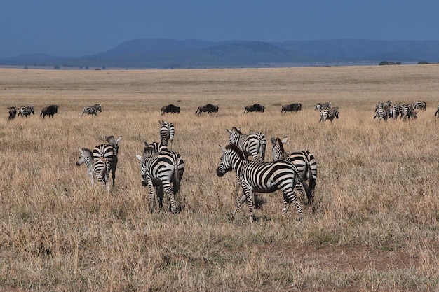 Zebra op safari in kenia en tanzania, afrika