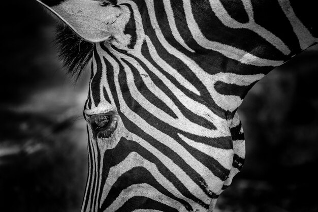 zebra pattern