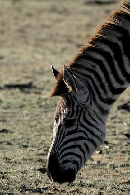 Zebra photograph Africa wildlife safari with beautiful light and not so bright colours fine art