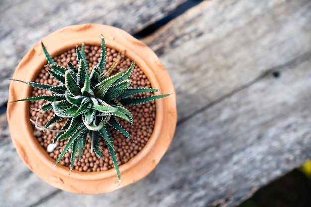 Zebra plant in a clay pot on wood table