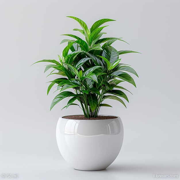 Zebra Plant Haworthiopsis attenuata in White Pot