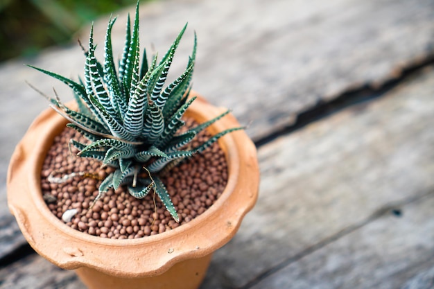 写真 木のテーブルの土鍋のゼブラ植物