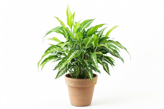 Zebra Plant On White Background