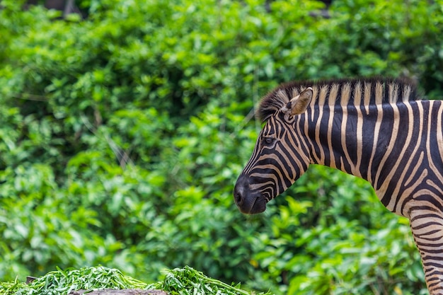 Zebra ritratto viso e testa vedendo il cibo, la natura