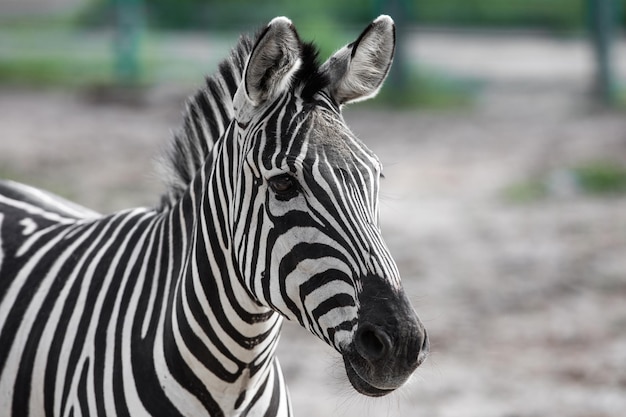 zebra portret