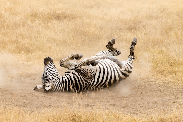 Zebra rollen op de grond