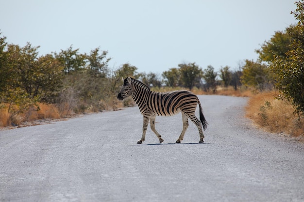 Zebra's die de weg oversteken in een nationaal park in Afrika