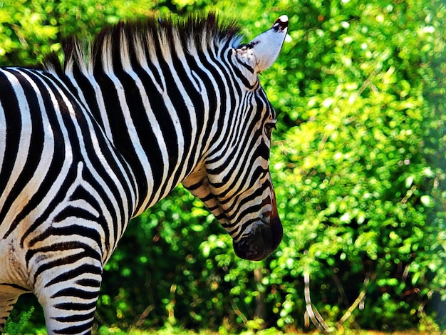 Foto zebra's die op het gras staan