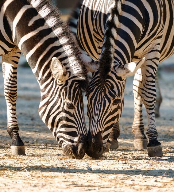 Zebra's die water drinken