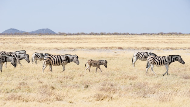 Zebra's grazen in de bush, Afrikaanse savanne. Wildlife Safari, Etosha National Park, natuurreservaten, Namibië, Afrika.