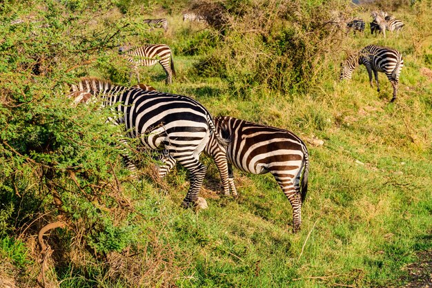 Zebra's (Hippotigris) in het Serengeti National Park. Wildlife foto