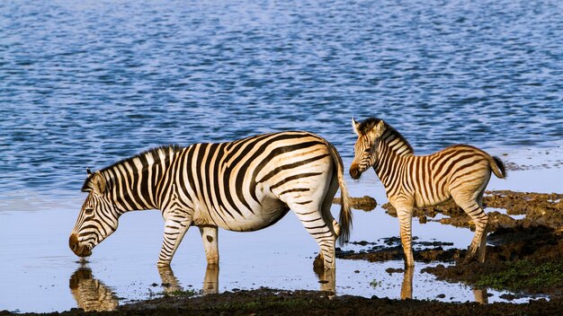 Foto zebra's in het meer