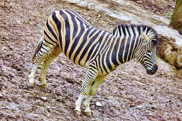 Foto zebra's in hun natuurlijke habitat. nationaal bos.