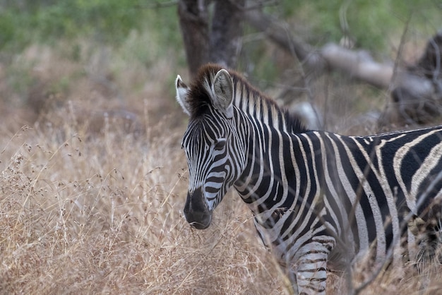 Zebra's in Kruger National Park, Zuid-Afrika