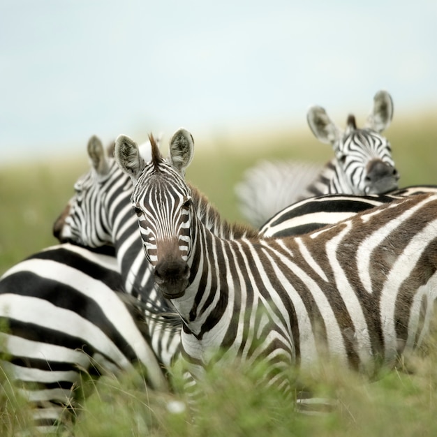 Zebra's kijken naar de camera in de serengeti