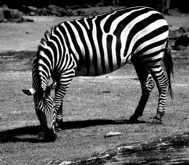 Foto zebra's kruisen in een dierentuin