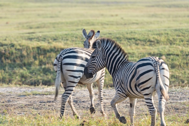 Zebra's kudde op Etosha National Park, reisbestemming in Namibië. Stof, zacht licht.