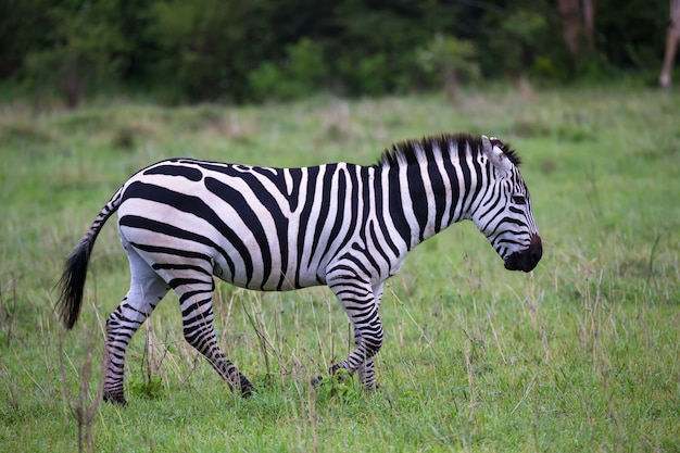 Zebra's midden in de savanne van Kenia