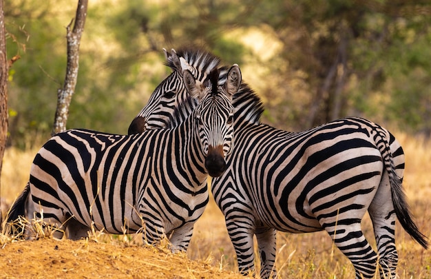 Zebra's op een veld