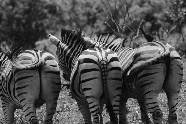 Zebra's op het veld in het Kruger Nationaal Park in Zuid-Afrika