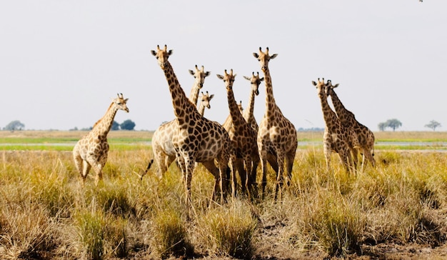 Foto zebra's op het veld