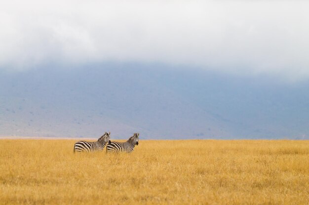 Foto zebra's op ngorongoro conservation area krater tanzania